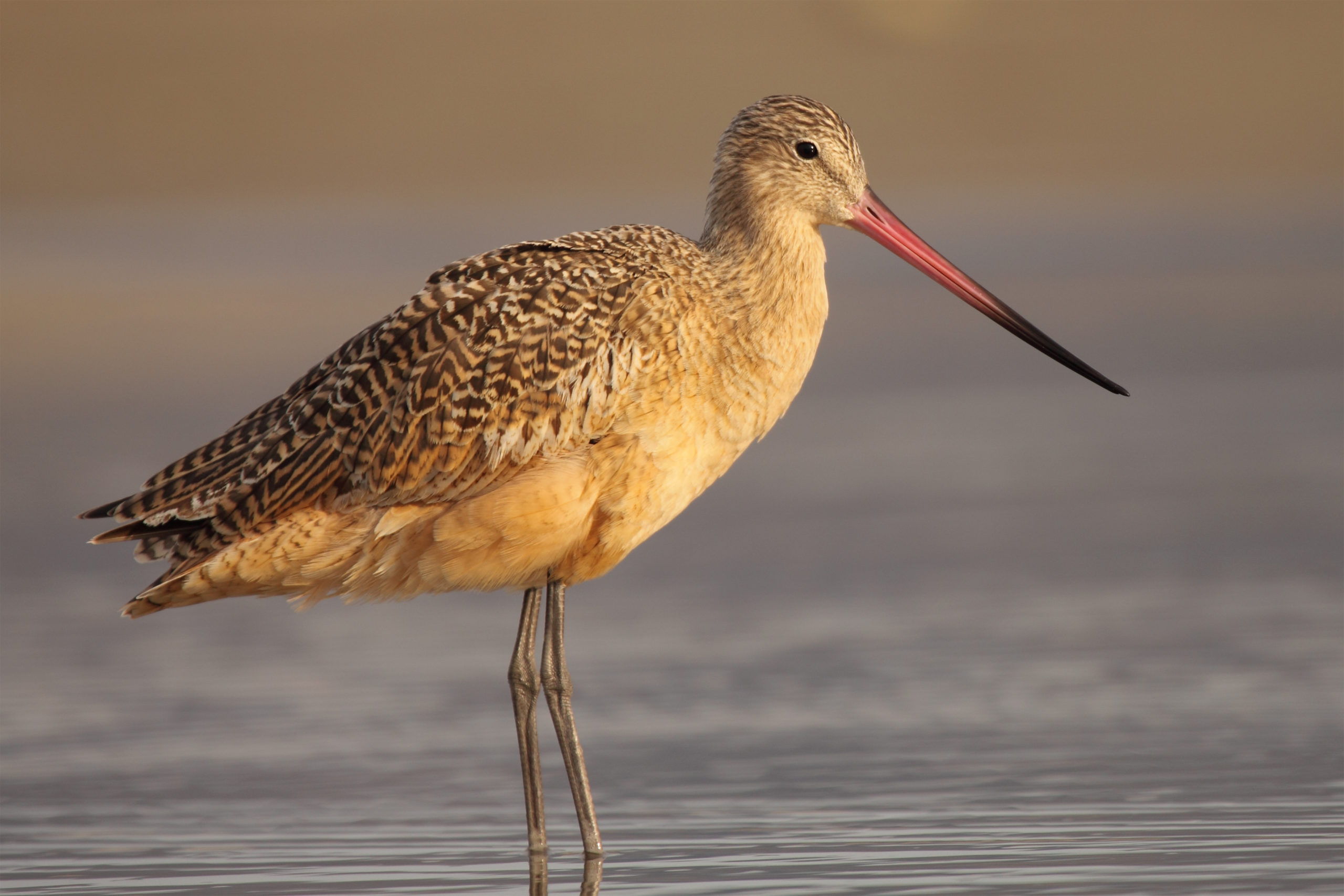 Graceful marbled godwit, a shorebird, standing on the beach, showcasing its beauty during an immersive Monterey Bay Eco Tour.