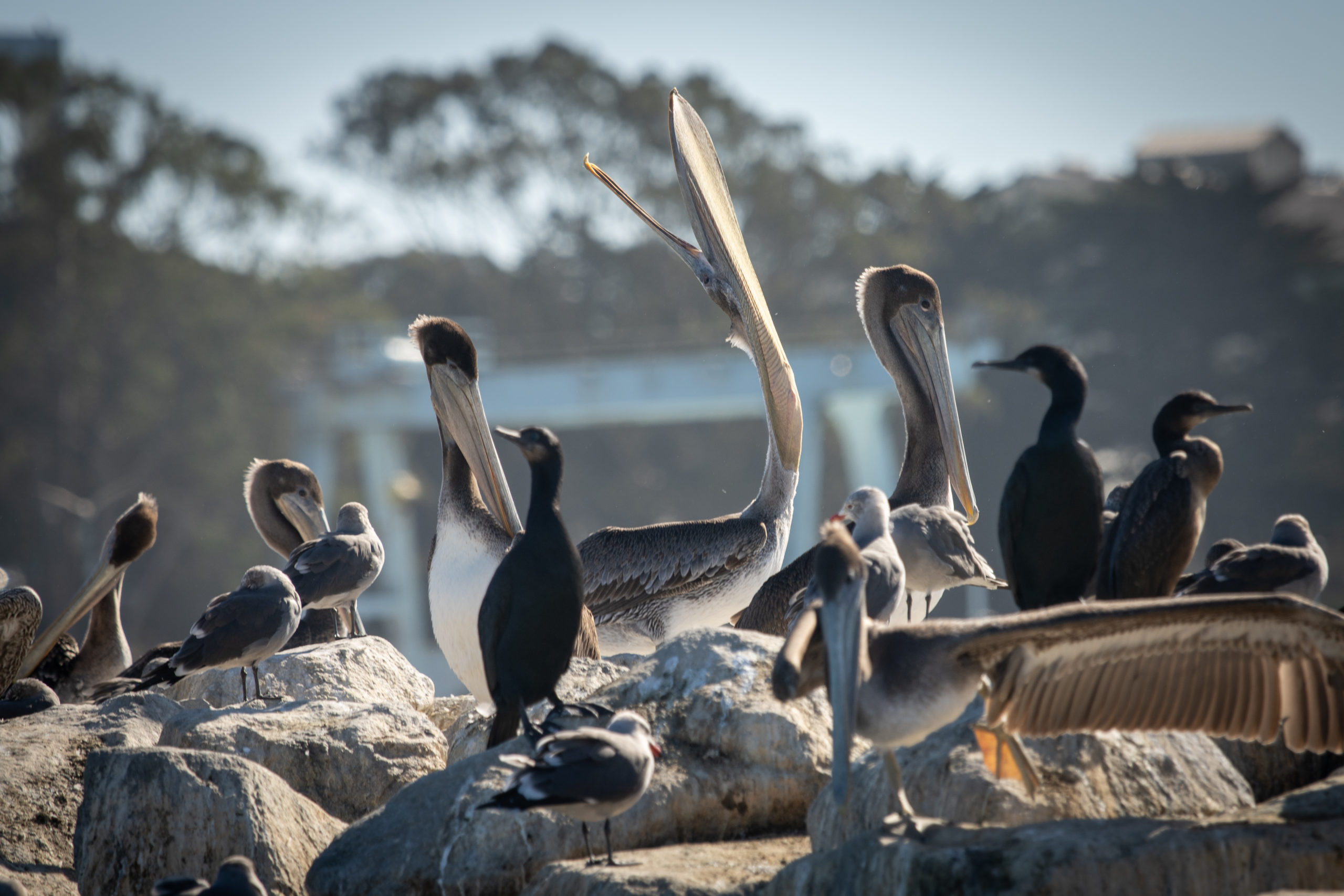 Wildlife viewing Brown Pelican Elkhorn Slough
