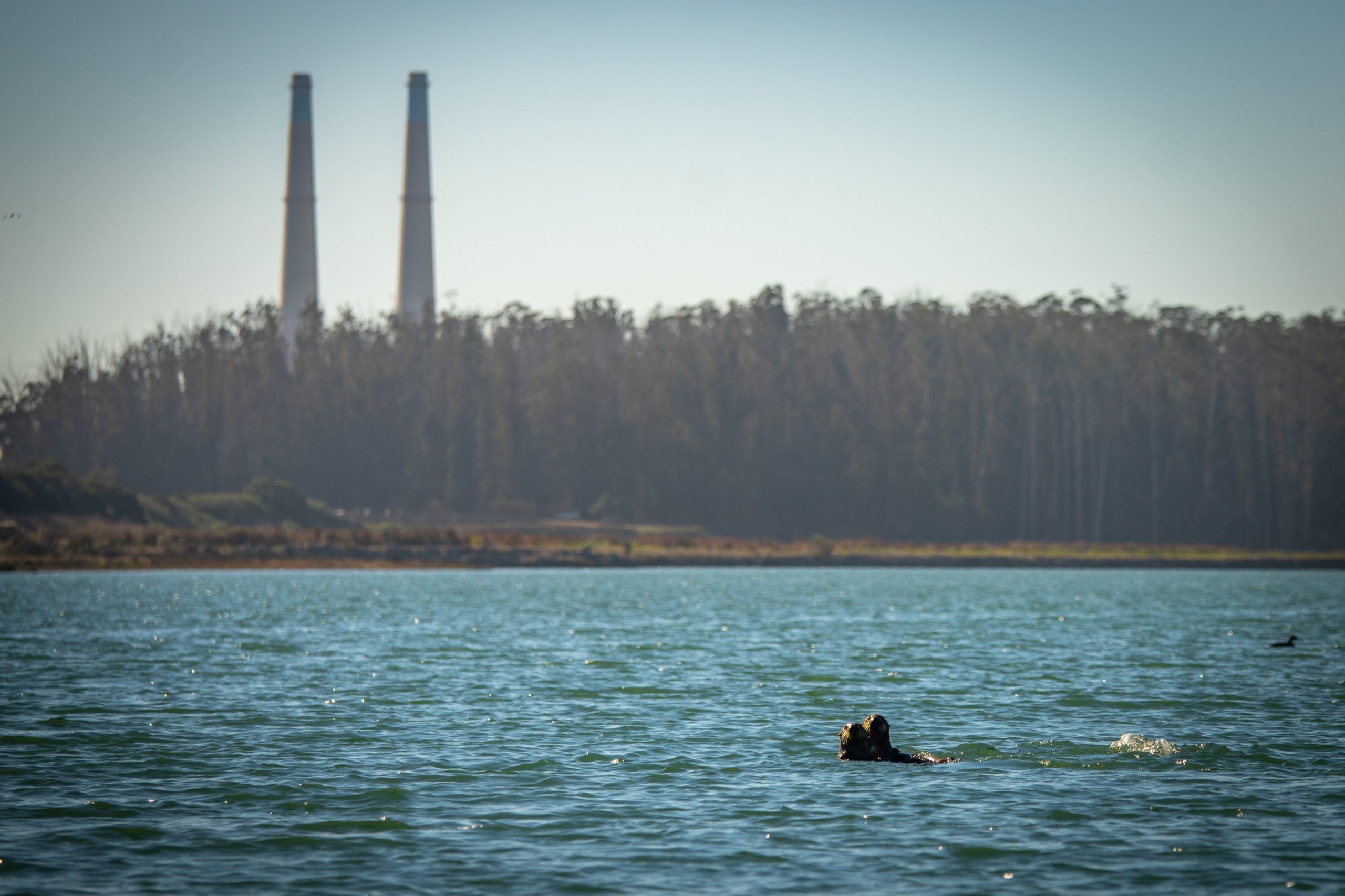 Moss Landing Sea Otter Monterey Bay