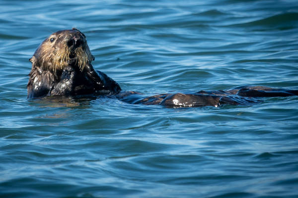 Otter Eating Elkhorn Slough Monterey