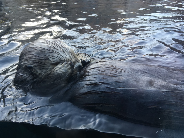 Sea otter grooming at the Monterey Bay Aquarium