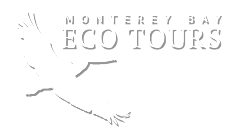 Monterey Bay Eco Tours