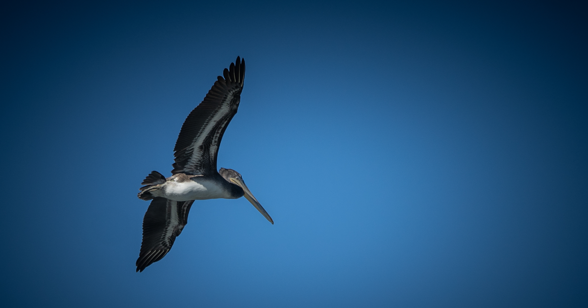 Graceful Pelican Soars over Monterey Bay’s Elkhorn Slough: A Snapshot of Eco-Tour Adventure An elegant pelican soars effortlessly over the stunning Elkhorn Slough, part of the picturesque Monterey Bay. This fascinating ecosystem, a prime attraction for nature lovers, offers unparalleled eco-tourism experiences with Monterey Bay Eco Tours. Discover the beauty of coastal California, encounter its diverse wildlife, and learn about the delicate balance of its unique habitats. #MontereyBay #ElkhornSlough #Pelican #EcoTours #NatureExploration #CaliforniaAdventure #WildlifeSighting