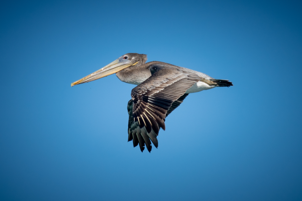 Flying Brown Pelican Monterey Bay Eco Tours Monterey Bay Eco Tour, brown pelican in flight, wildlife viewing