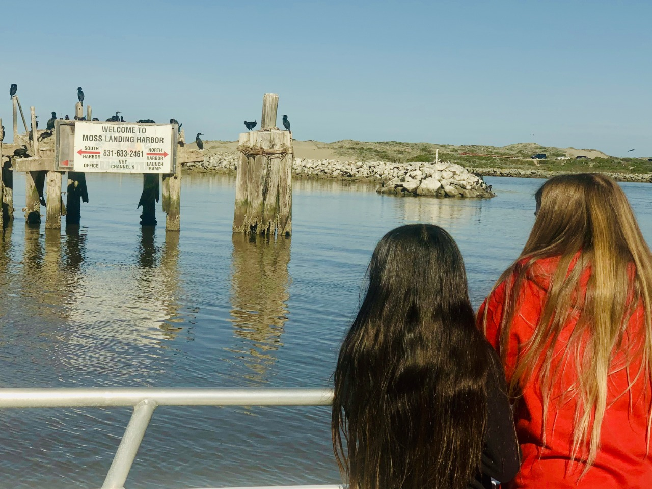 Young adventurers spellbound at the nesting site of Brandt Cormorants during an unforgettable El Cat field trip on Elkhorn Slough (pronounced slew) Nestled amidst the picturesque landscape of El Cat, these two curious students find themselves in awe as they observe the bustling colony of Brandt Cormorants in their natural nesting habitat. Witnessing the cormorants' intricate nests and synchronized movements, they're immersed in a rare glimpse of avian family life. A symphony of squawks and flapping wings fills the air, sparking wonder and curiosity in the hearts of these young explorers. #ElCatFieldTrip #BrandtCormorants #NestingSite #NatureExplorers #YoungNaturalists #LearningAdventure #CuriousMinds #EnvironmentalEducation #UpCloseWithNature #ElCatExperience
