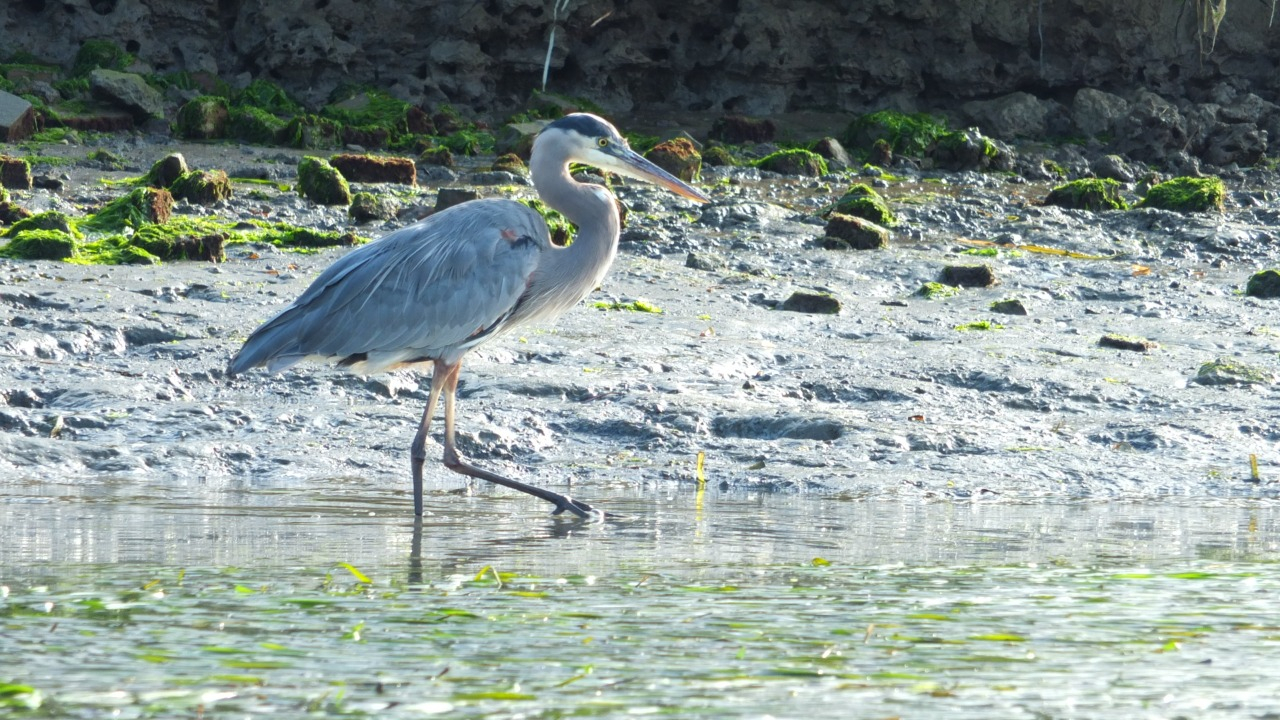 An elegant Great Blue Heron leisurely explores the serene shoreline of Elkhorn Slough, its tall, slender form reflecting in the calm waters.