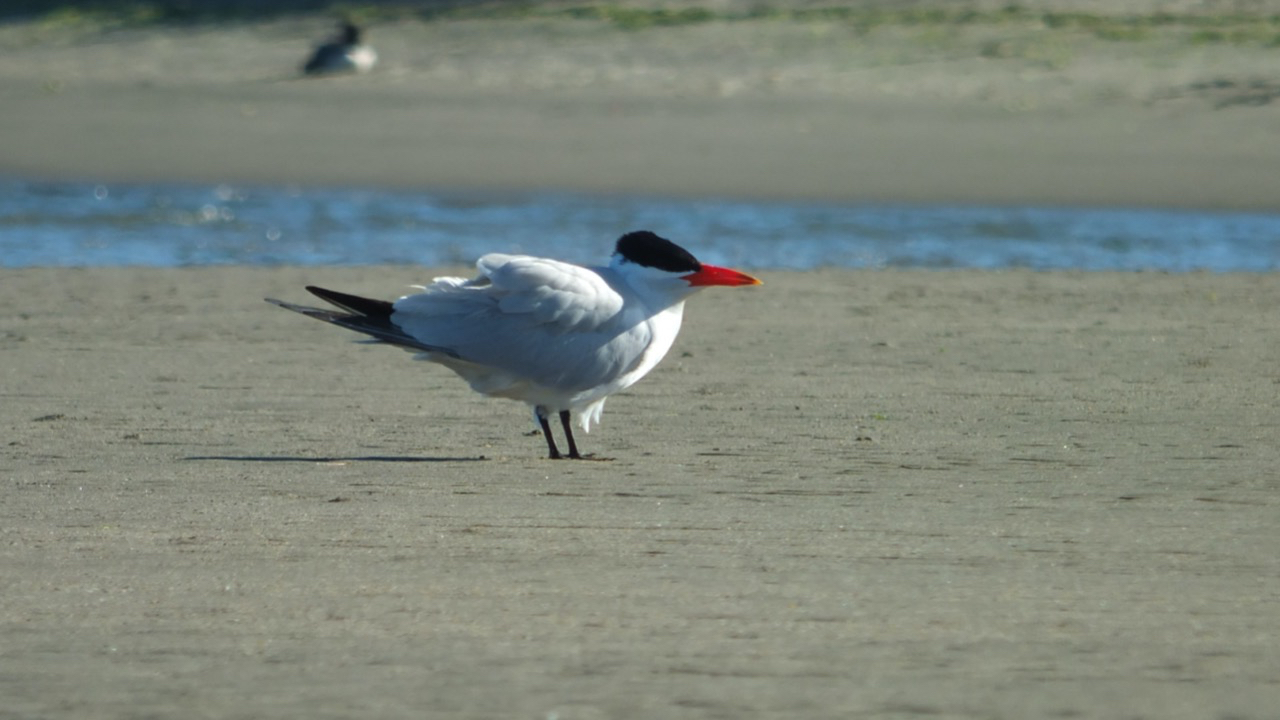 A Caspian Tern standing on top of a sandy beach in Elkhorn Slough