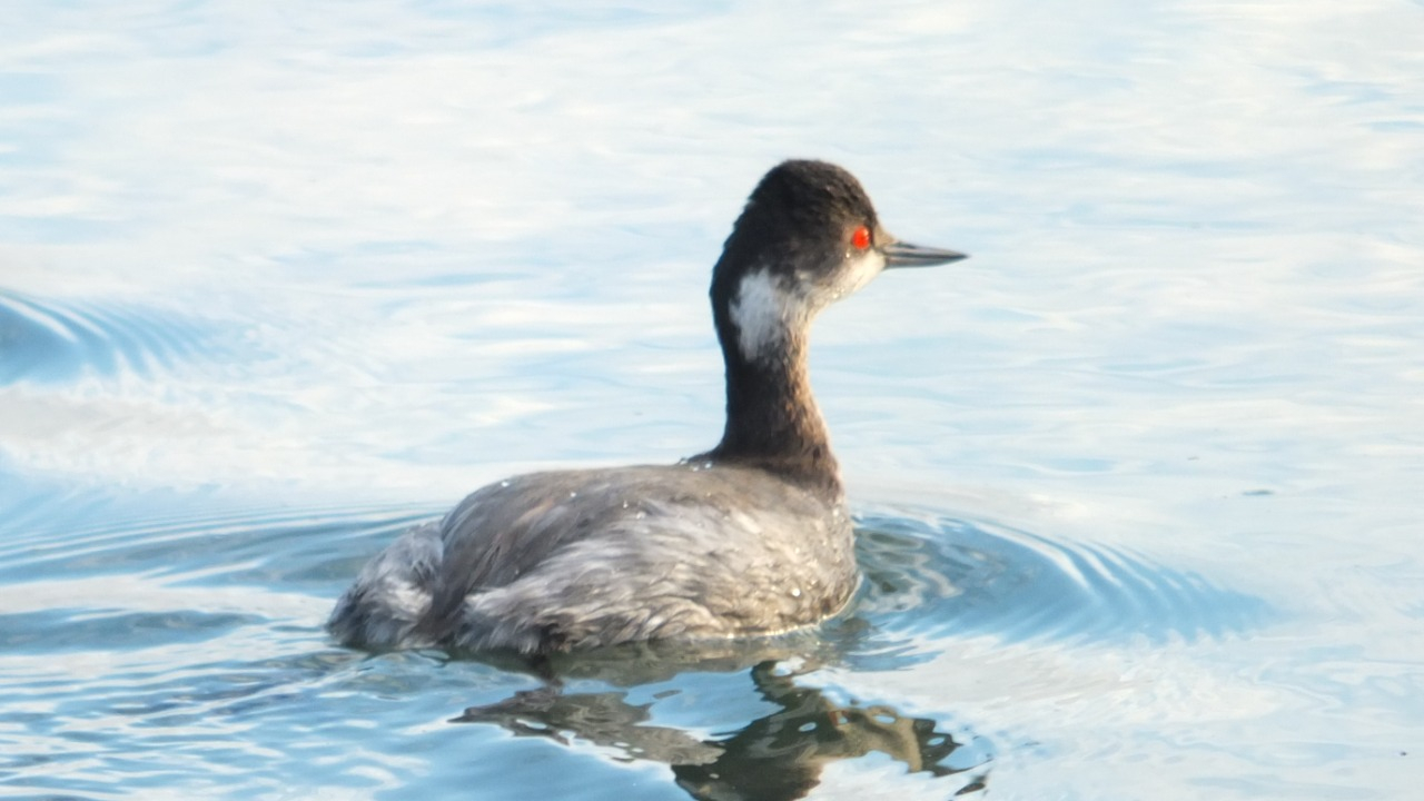 An Eared Grebe serenely swims through the tranquil waters of Elkhorn Slough, its non-breeding plumage exhibiting a more subdued appearance. While lacking the vibrant hues of breeding season, this graceful waterfowl exudes an understated elegance. The absence of bold colors is replaced by a subtle charm, as the Eared Grebe harmoniously coexists with other wildlife in this pristine sanctuary, showcasing the wonders of nature's diverse cycles.