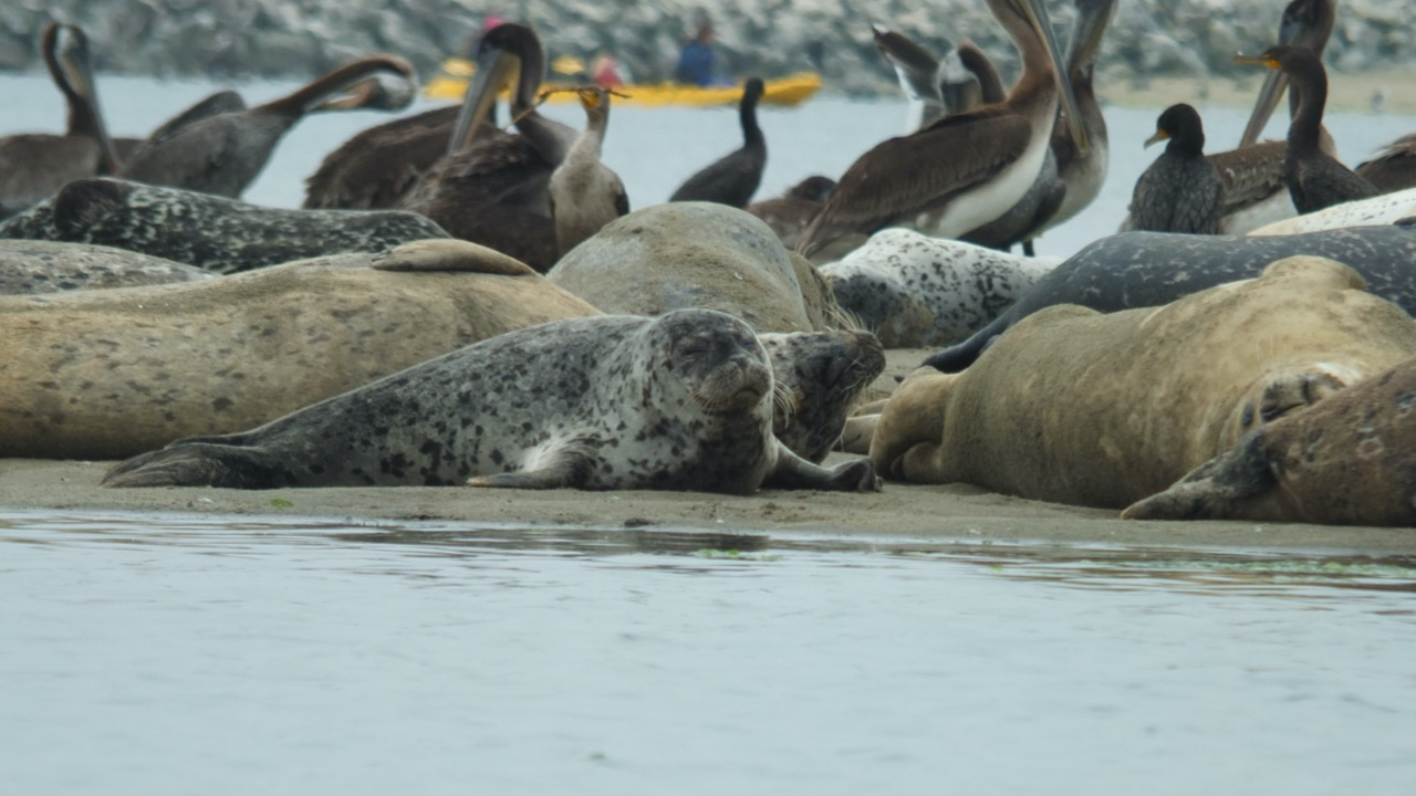 Harbor Seals on sandy beach in elkhorn slough A picturesque scene unfolds on the sandy shores of Elkhorn Slough as a vibrant group of harbor seals bask in the sun's warm embrace. The beach becomes their sanctuary, where tranquility and camaraderie blend harmoniously. With their sleek, silver-gray bodies and soulful eyes, the seals form a captivating tableau against the backdrop of azure waters and rolling dunes. Each seal finds its own cozy spot amidst the grains of sand, their glistening fur blending effortlessly with the earthy hues. Some lie lazily, their bodies curving with ease, while others engage in playful shenanigans, flipping and flopping with youthful exuberance. A chorus of gentle grunts and muffled barks fills the air, an expression of their contentment and shared joy.