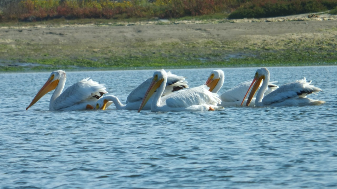 Discovering the Majestic White Pelican with Monterey Bay Eco Tours