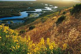 This mesmerizing aerial perspective captures the essence of Elkhorn Slough in all its splendor. The meandering waterways twist and turn like a living canvas, reflecting the soft light of the sun. The foreground is adorned with a brilliant display of bright yellow lupine, spreading across the land like a golden carpet. These vibrant wildflowers add a pop of color and charm to the tranquil scene, attracting bees and butterflies, completing the picturesque landscape. This captivating image invites you to savor the beauty of untouched nature and appreciate the delicate harmony between water and flora in this sanctuary of natural wonder.