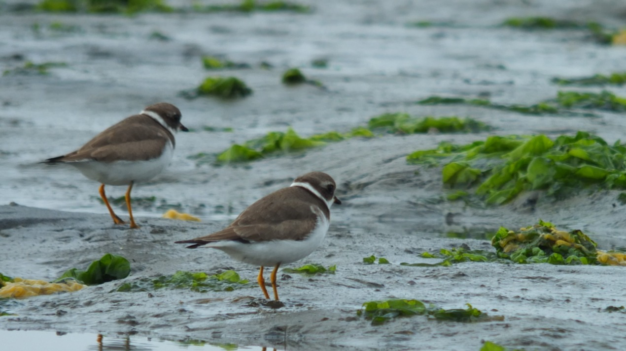Two Semipalmated Plovers gracefully traverse the mud flats of Elkhorn Slough, their dainty steps leaving imprints in the coastal terrain.