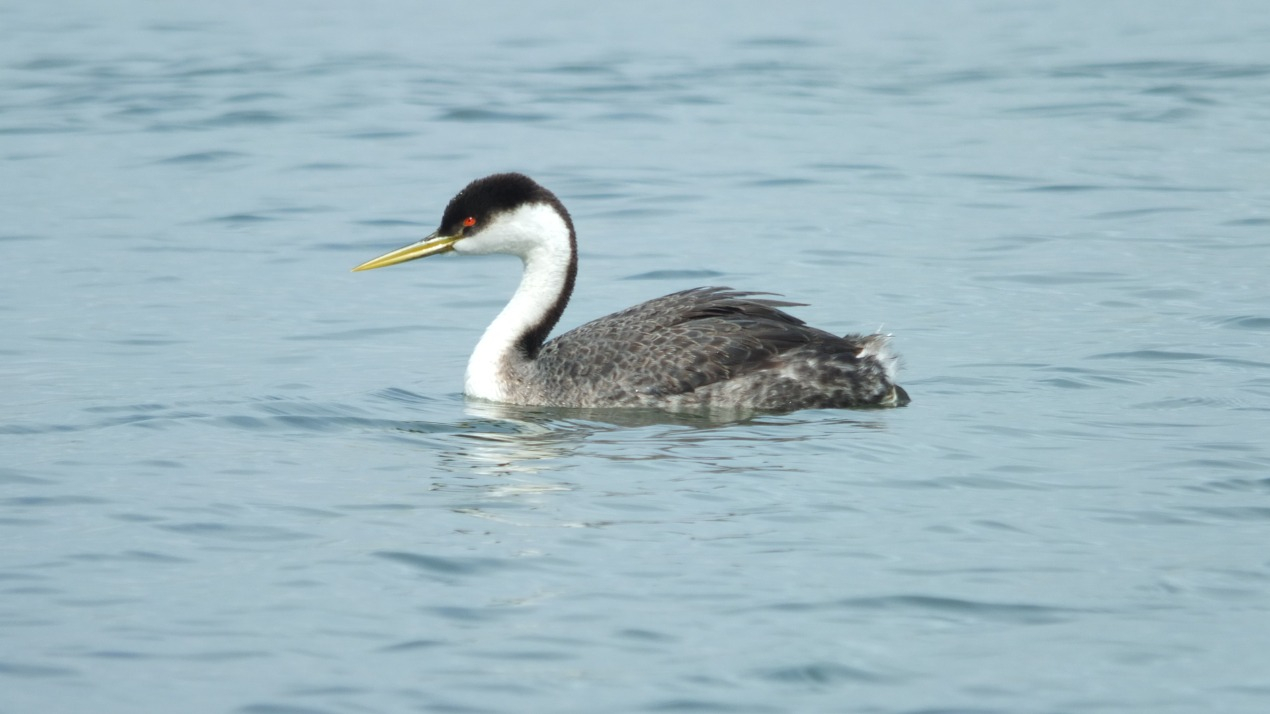 A Western Grebe drifts peacefully on the tranquil waters of Elkhorn Slough, its elegant silhouette mirrored in the glass-like surface.