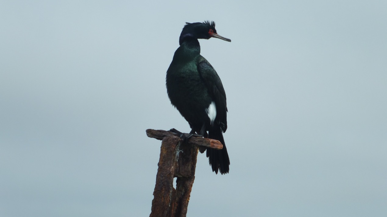 Pelagic Cormorant A Pelagic Cormorant, adorned in resplendent breeding plumage, stands as a testament to nature's artistry with its iridescent sheen of deep blacks and shimmering blues.