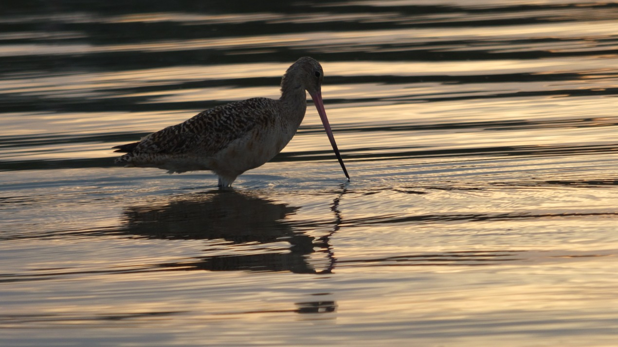 A Marbled Godwit gracefully navigates the shallow waters of Elkhorn Slough against the backdrop of a serene sunset, its distinctive long bill and slender form adding to the enchanting scene.