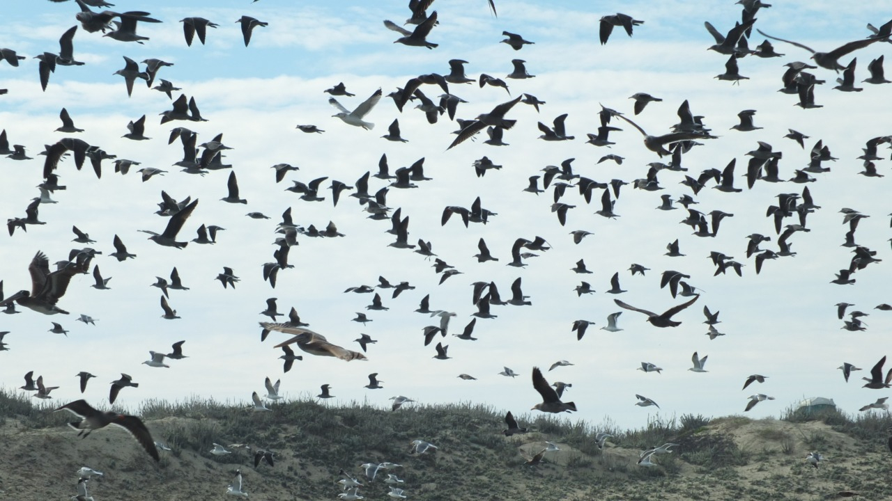 A diverse congregation of avian species takes flight over the tranquil waters of Elkhorn Slough. The aerial ballet features a harmonious ensemble of various bird species, their wings creating mesmerizing patterns against the sky. As they navigate the expanse, the flock showcases the beauty of unity in diversity, with each member representing a unique feathered ambassador from nature's gallery.