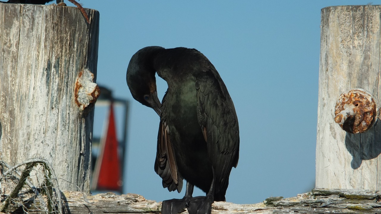 Close-up photo of a Brandt's Cormorant meticulously preening its feathers, perched gracefully on a weathered dock at Elkhorn Slough. The cormorant's ebony plumage glistens in the soft sunlight, each sleek feather receiving meticulous attention. The scene captures a moment of tranquil self-care amidst the rustic textures of the worn wooden dock and the calm waters of the slough in the background.