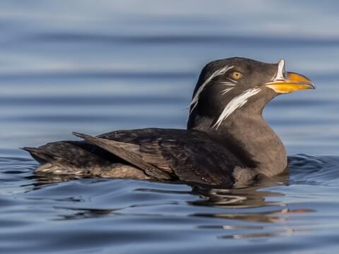 auklet A Rhinoceros Auklet glides gracefully through the azure waters of Monterey Bay, its distinctive beak and elegant motion capturing the essence of marine life