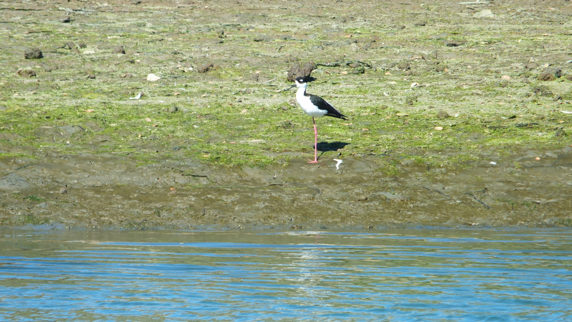 black necked stilt A Black-Necked Stilt elegantly poised on the sunlit shores of Elkhorn Slough, exuding a sense of refined serenity against the glistening water.