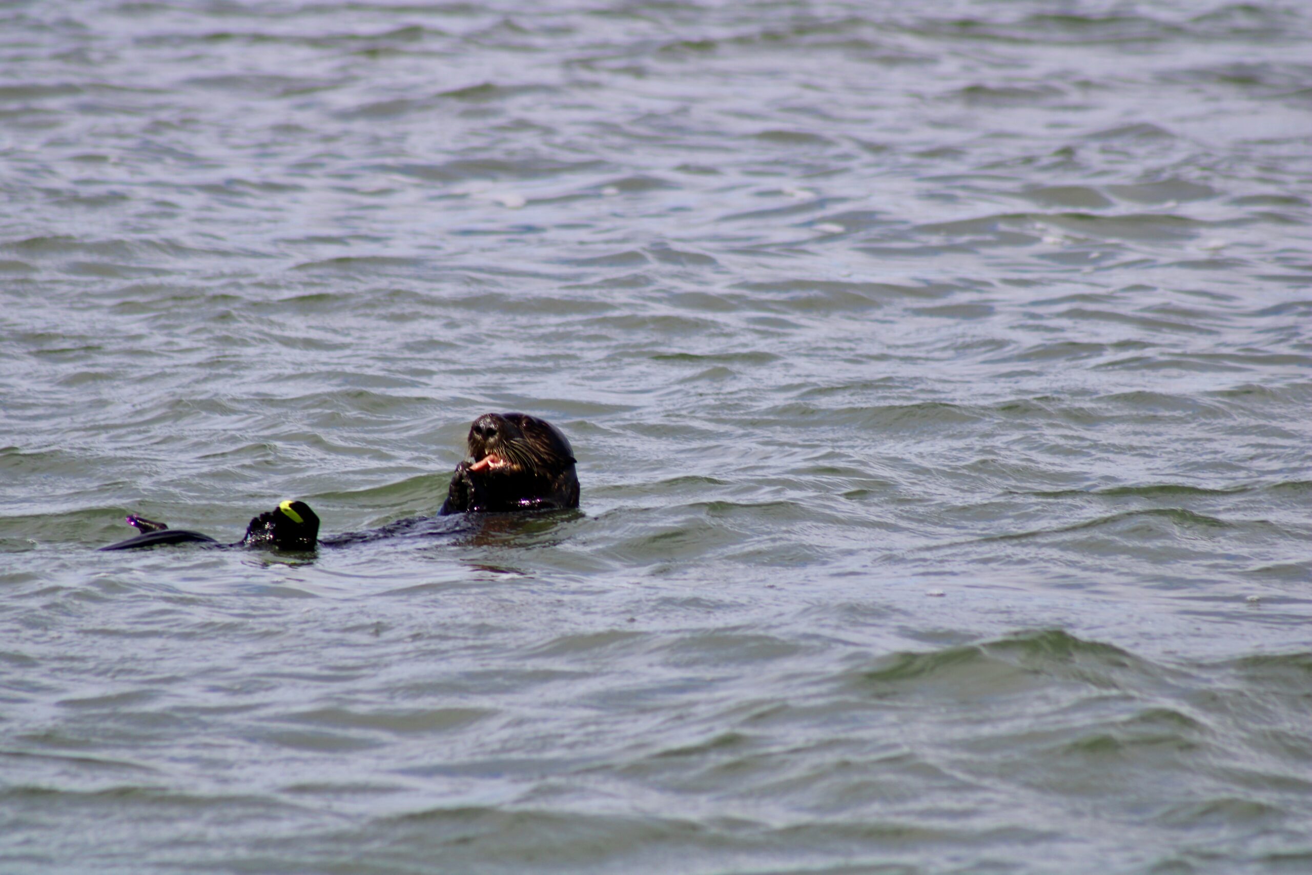 The Fat INN Keeper Worms of Elkhorn Slough: A Feast for Monterey Bay Sea Otters