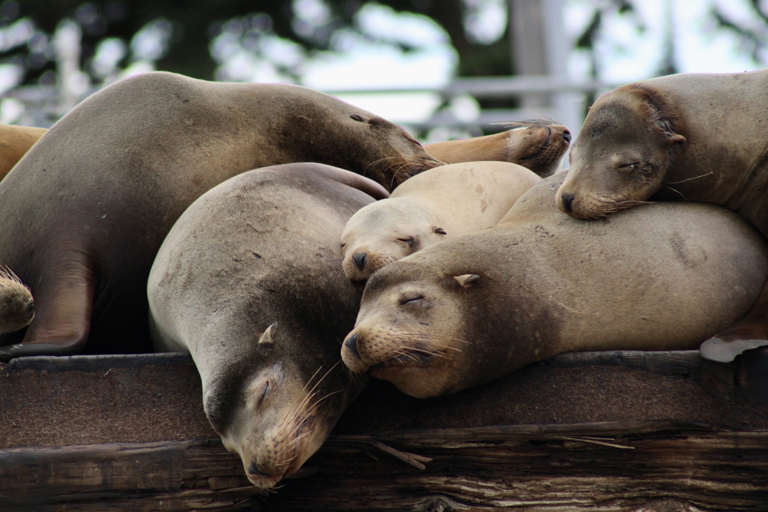 Sleepy Sea Lions take a nap together on the wharf