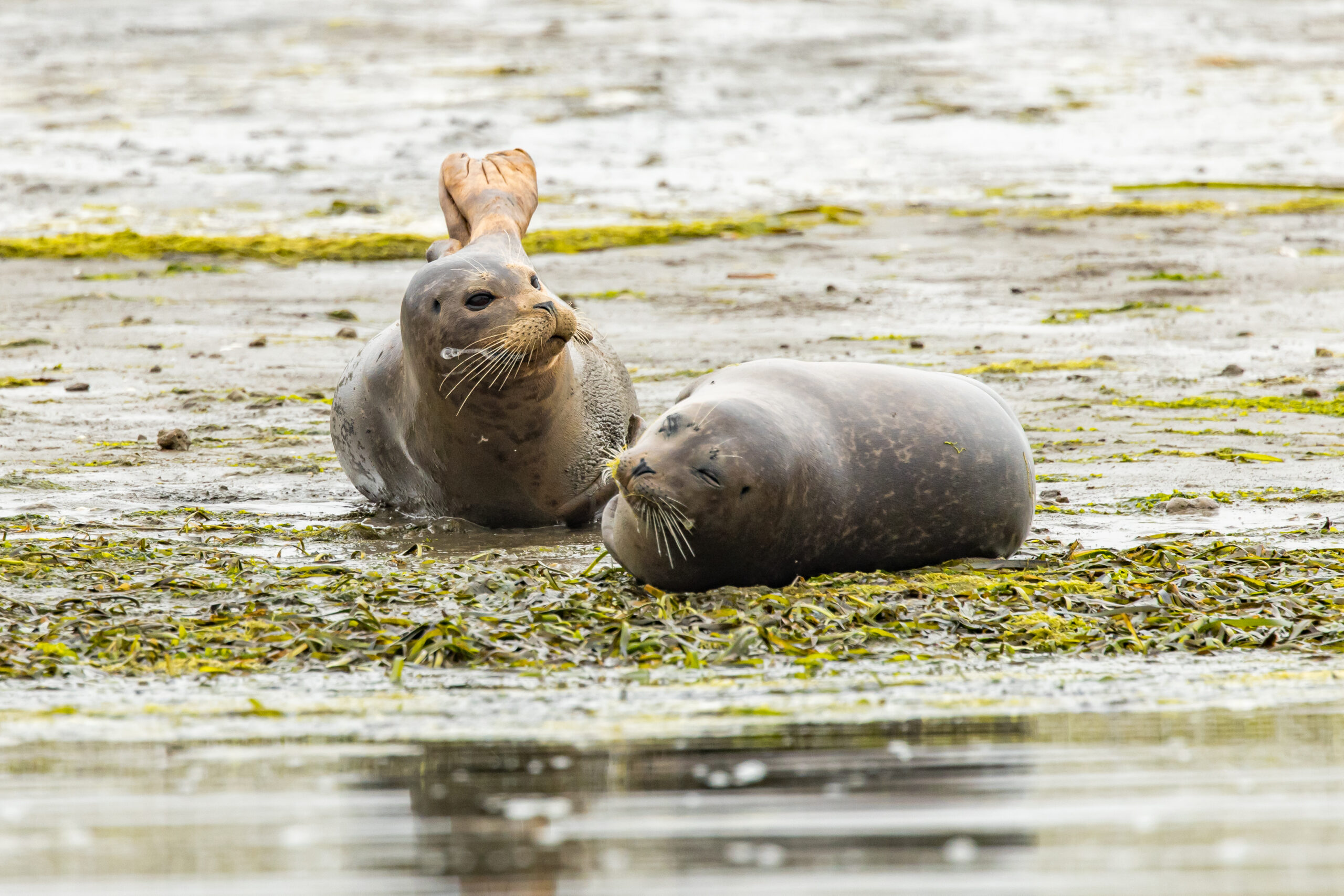 Harbor Seals resting on the muddy banks in Elkhorn Slough