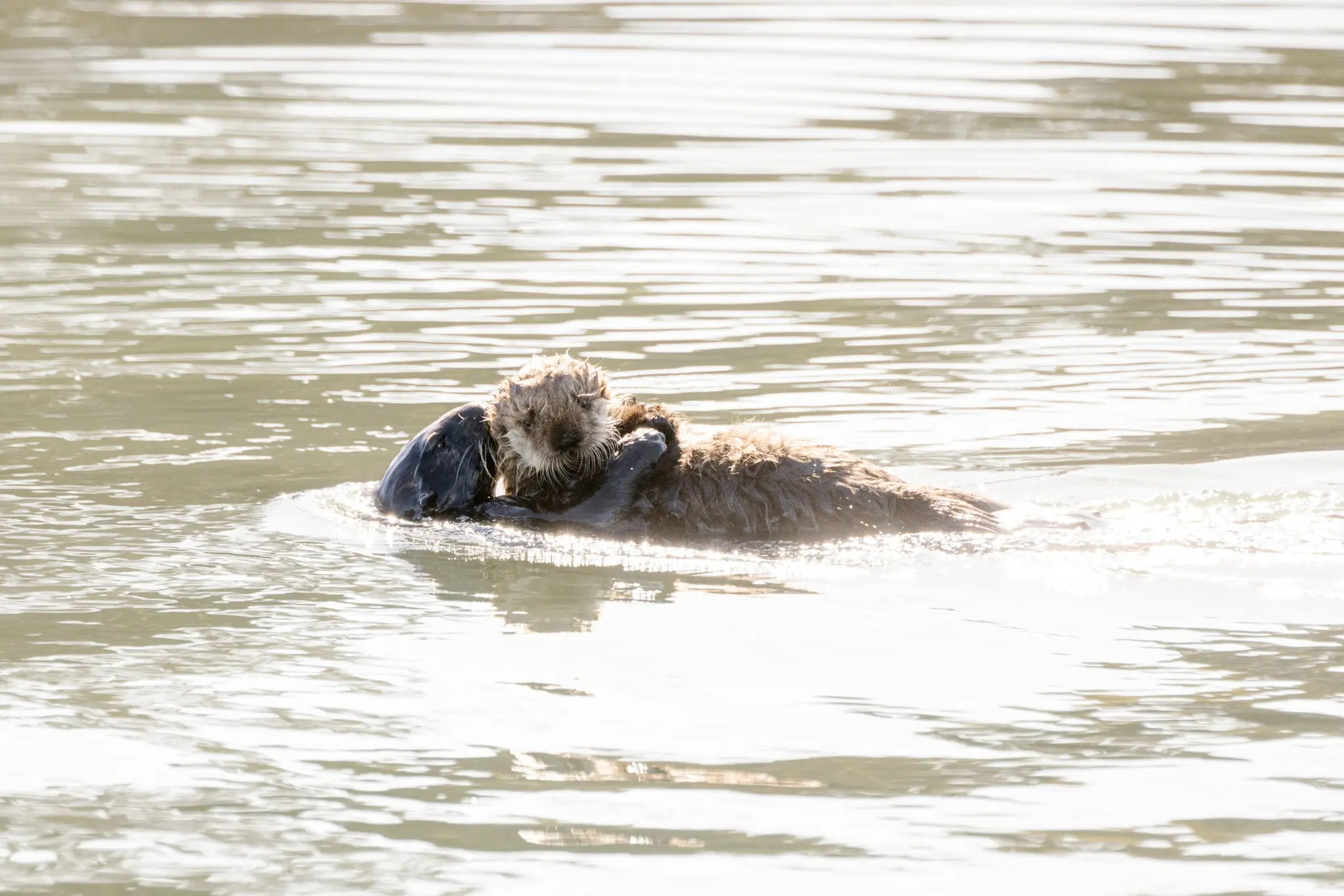 A mother carries her otter pup on her belly in Monterey Bay