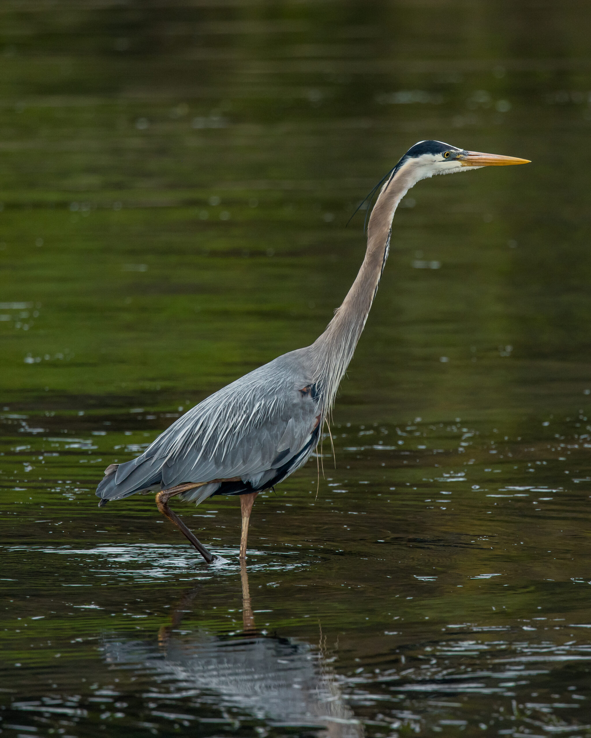 Great Blue Heron wading in shallow water