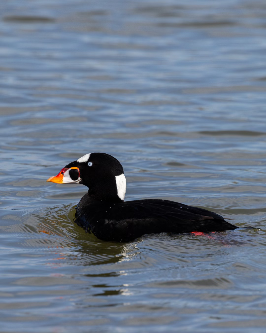 Surf Scoter swimming gin the Elkhorn Slough