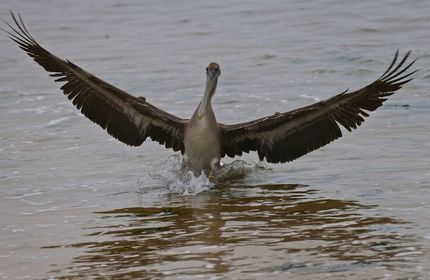 a bird swimming in water next to a body of water