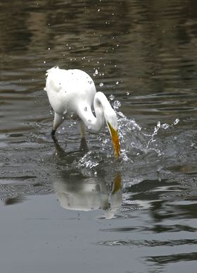 a bird swimming in water