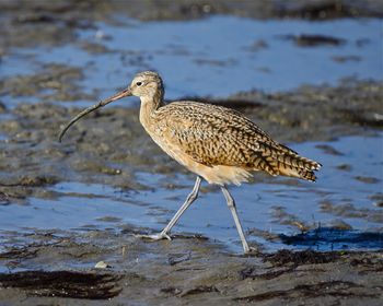 Long Billed Curlew