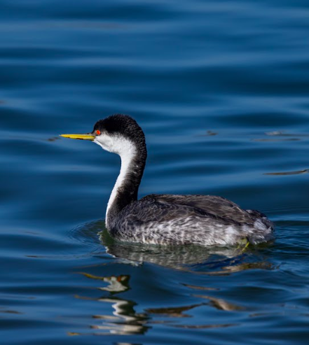 a western grebe swimming in water