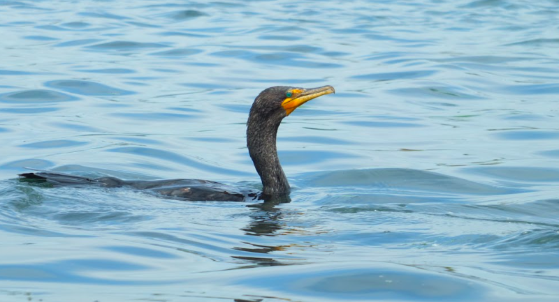 a Double Crested Cormorant swimming in water