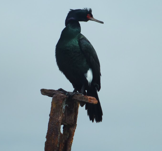 a pelagic cormorant in breeding plumage sitting on an old piling in the harbor.