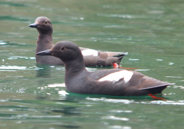 A Pigeon Gulliemont pair swims together in the calm waters of Elkhorn Slough