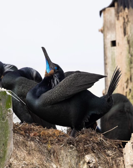 a Brandt's cormorant sitting on top of its nest, hoping to attract a mate.